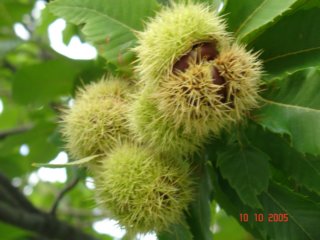 chesnut2.jpg