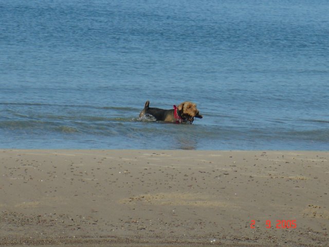 debina200511.jpg