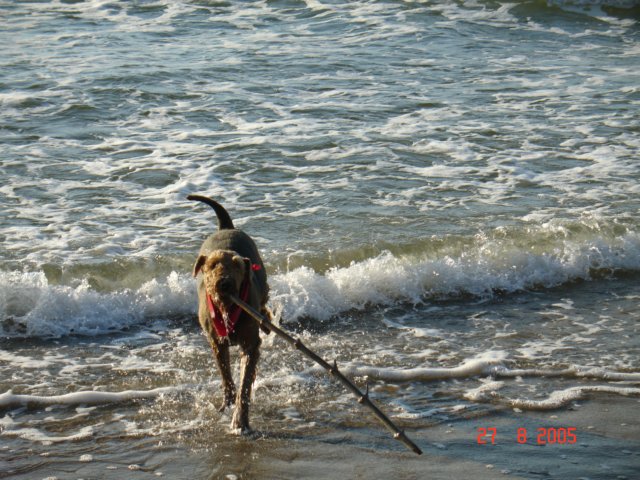 debina20053.jpg