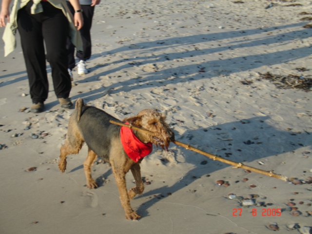 debina20055.jpg