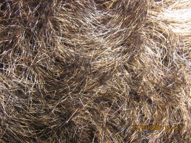 myfur.jpg