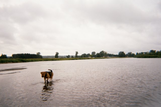 pilica17.jpg