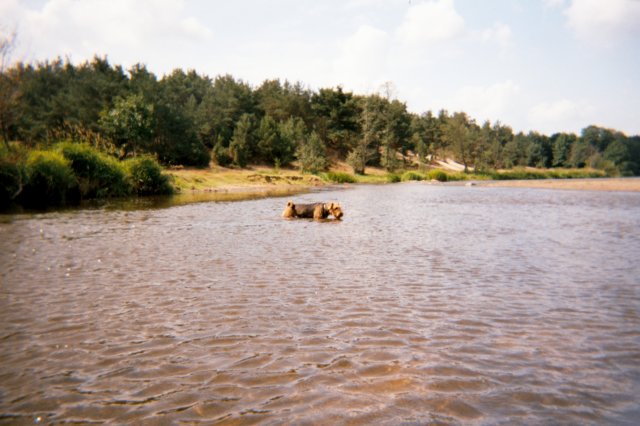 pilica9.jpg
